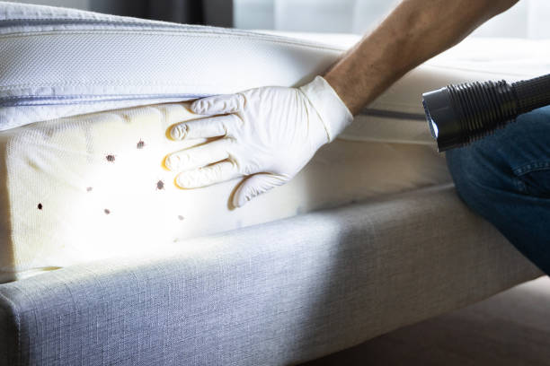 Best Termite Control Services  in St Joseph, MN