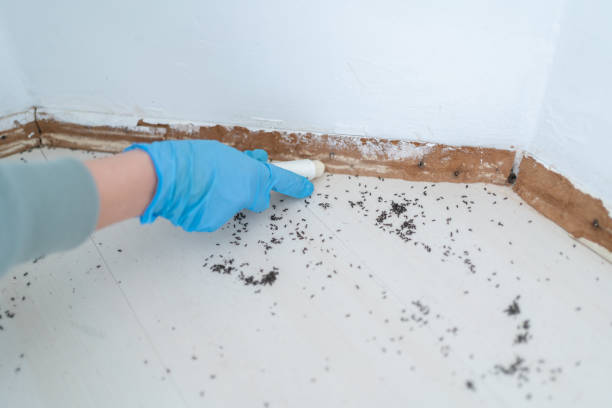 Best Wasp Removal Services  in St Joseph, MN